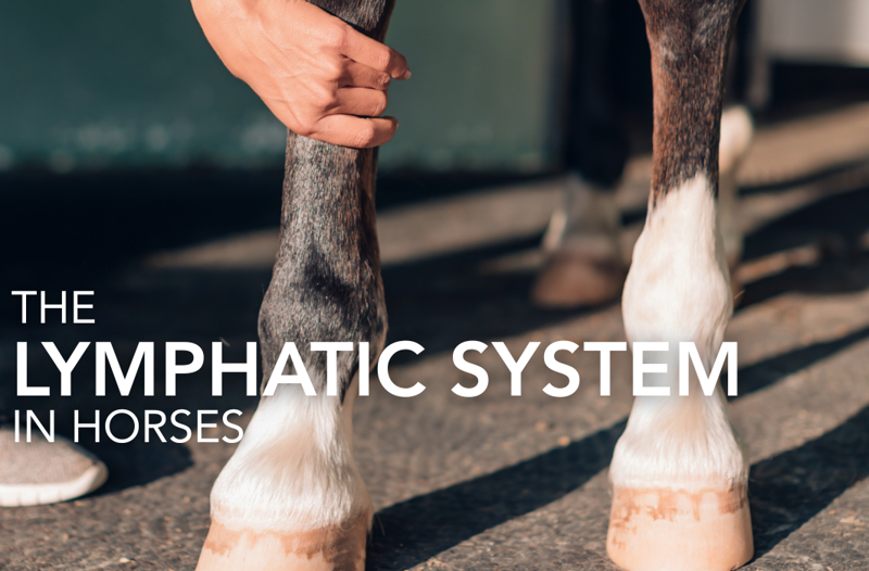 The Lymphatic System in Horses